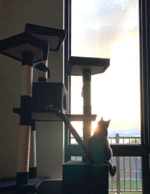 wocky sitting in her cat tree