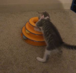 wocky playing with her ball towel