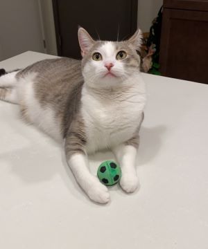 wocky with soccer ball