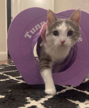 Wocky playing in her tunnel toy