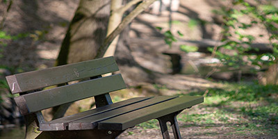 bench in woods